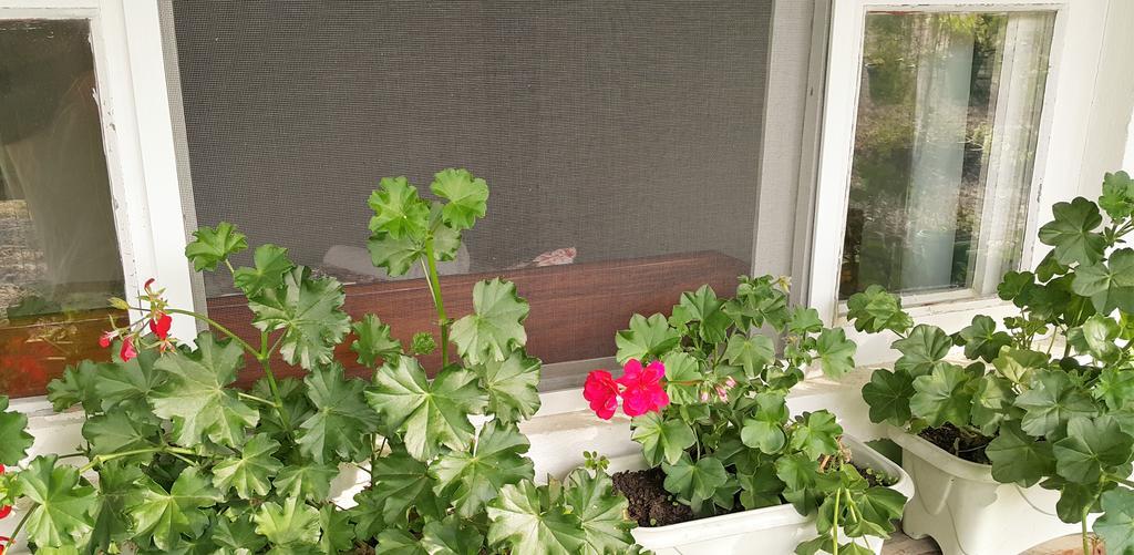 Pousada Flores De ボンビーニャス エクステリア 写真
